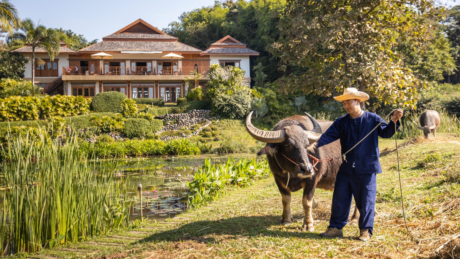 Buffalo at Pa Sak Tong Villas