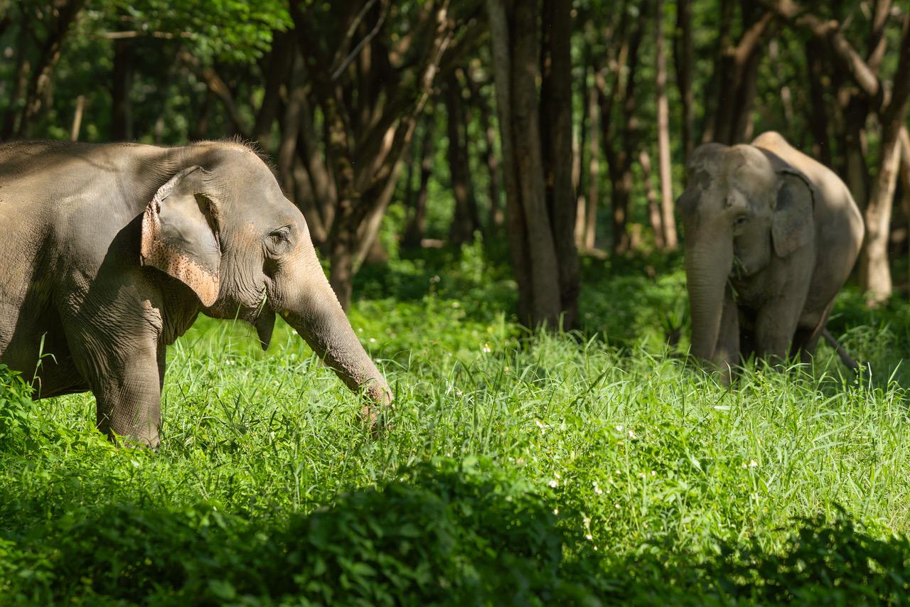 Elephant Sanctuary 2, Pa Sak Tong Villas